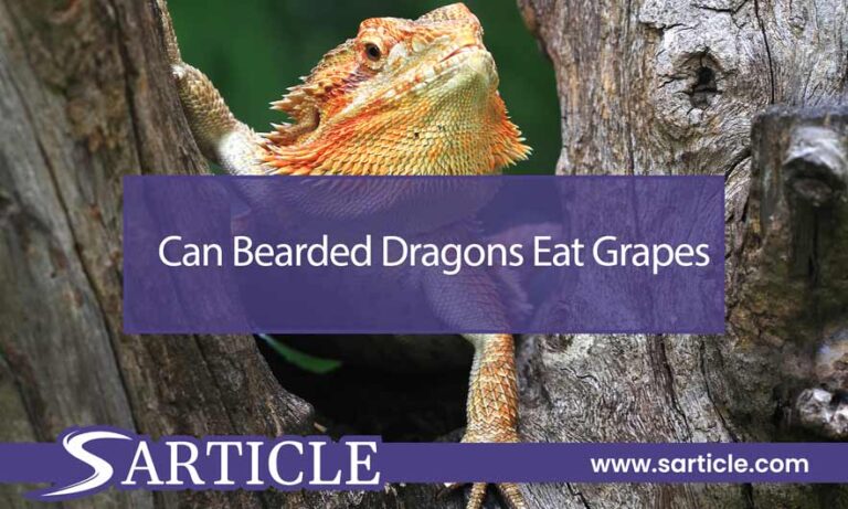 Can Bearded Dragons Eat Grapes? Everything You Need to Know