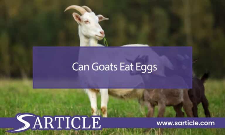Can Goats Eat Eggs: Exploring the Dietary Habits of Goats