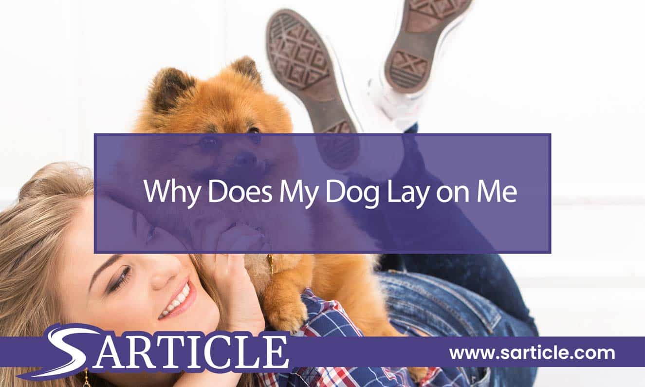 Why Does My Dog Lay on Me? Sarticle