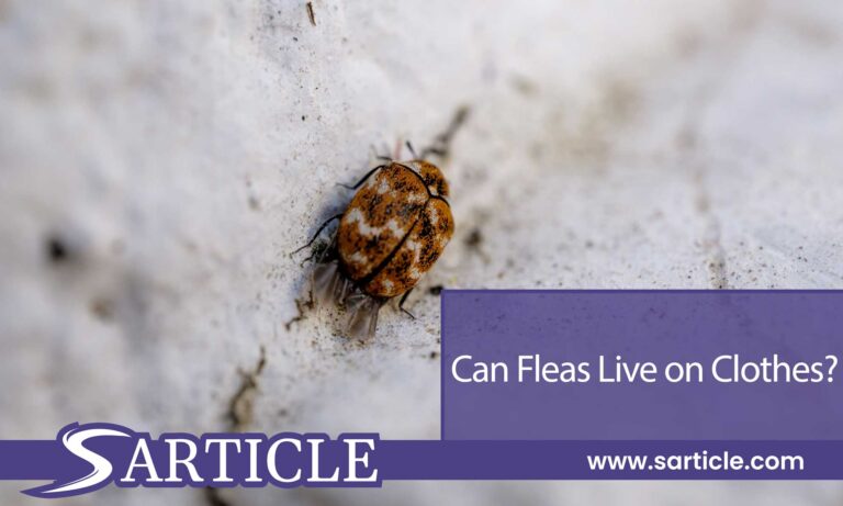 Can Fleas Live on Clothes? Unveiling the Truth about Flea Infestations
