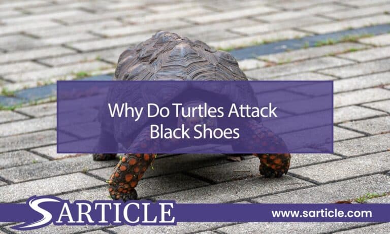 Why Do Turtles Attack Black Shoes