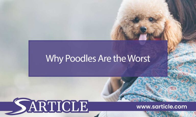 Why Poodles Are the Worst? Controversy ‍and Truth!